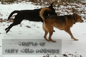 Dallas has been frozen for days – our dogs seem to like it